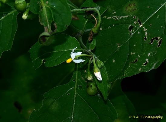 {Solanum ptychanthum}